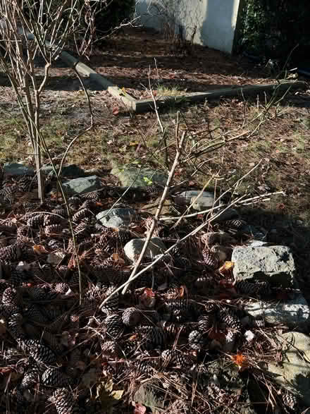 Photo of free 7 rose bushes, 1 ornamental grass (West View) #3