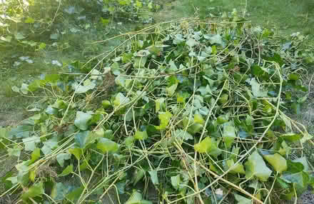 Photo of free English Ivy Cuttings (Watertown) #1