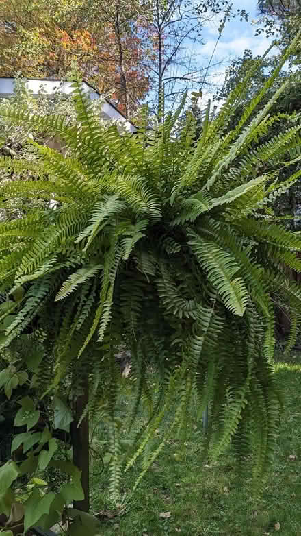 Photo of free Huge BOSTON FERN (Alta Vista) #2