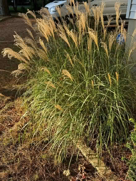 Photo of free Ornamental grass (West View) #1