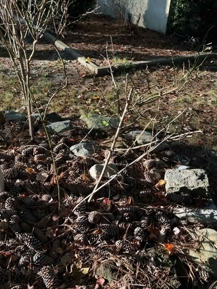 Photo of free 7 rose bushes, 1 ornamental grass (West View) #2