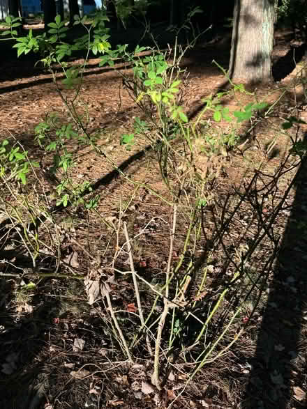 Photo of free 7 rose bushes, 1 ornamental grass (West View) #4