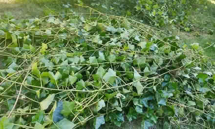 Photo of free English Ivy Cuttings (Watertown) #2