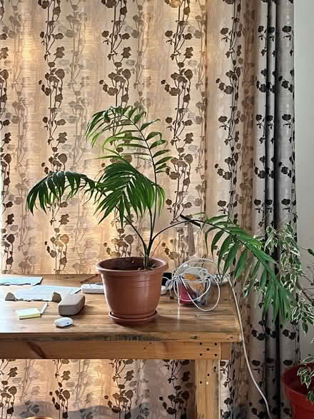 Photo of free Big healthy pot plant (East Dulwich) #1
