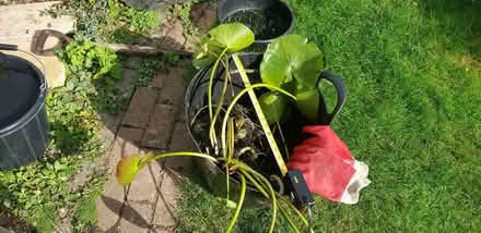 Photo of free Water Lily (Bexley DA1) #1