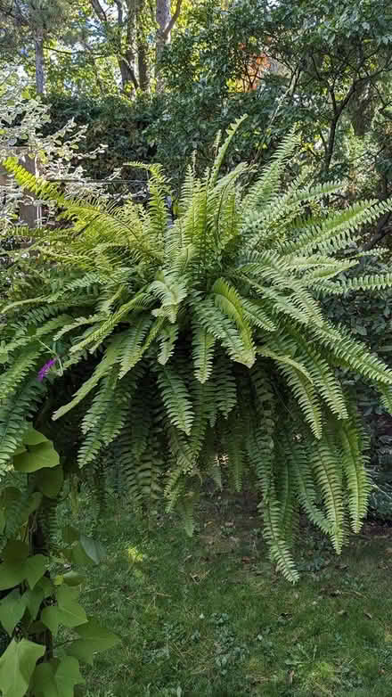 Photo of free Huge BOSTON FERN (Alta Vista) #1