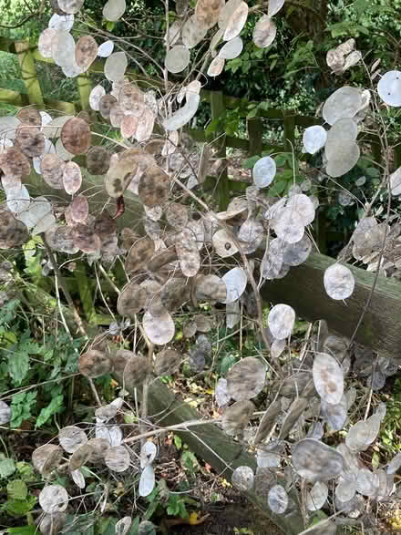 Photo of free Honesty (lunaria) seeds (MK44) #1