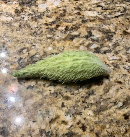 Photo of free Milkweed Pod (SE Downers Grove) #1