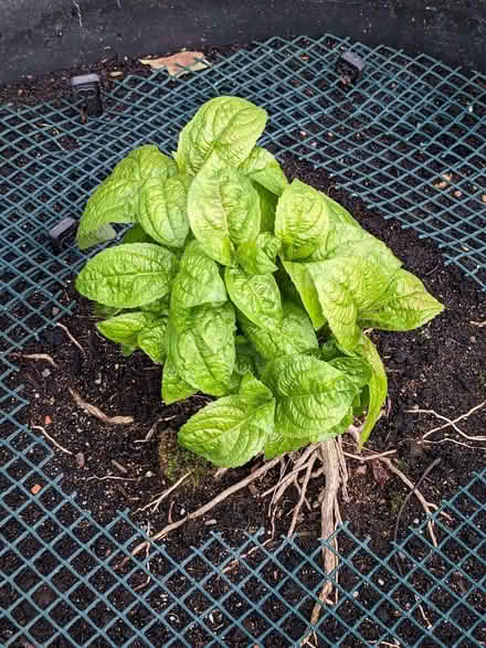 Photo of free Decidous shrubs (Gateford S81) #1