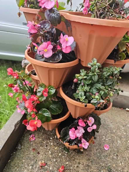 Photo of free Garden plants/flowers need rescuing (Chaddesden DE21) #2