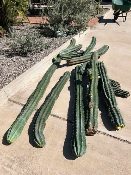 Photo of free Big columnar cactus pieces (Campbell and Grant) #2