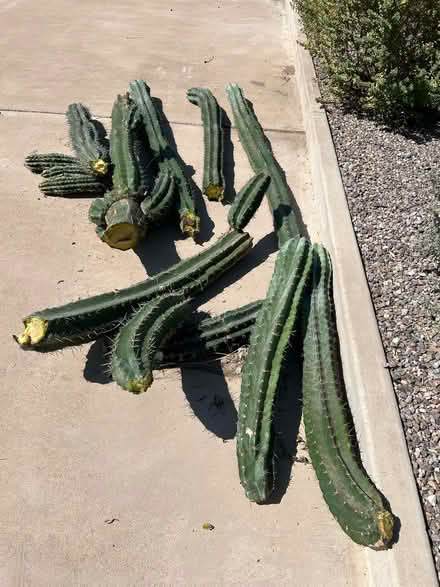 Photo of free Big columnar cactus pieces (Campbell and Grant) #1