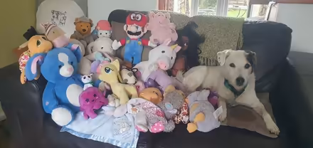 Photo of free Cuddly toys (BD15 nr Bingley) #1