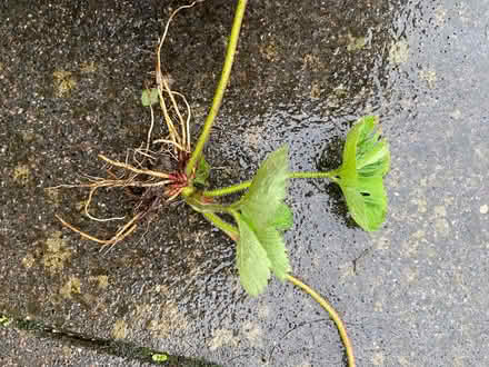 Photo of free Strawberry runners (Botley OX2) #1
