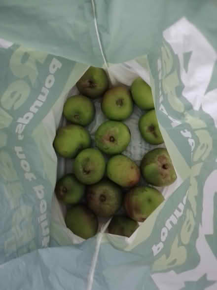 Photo of free Cooking/baking apples (Stockport SK7) #1