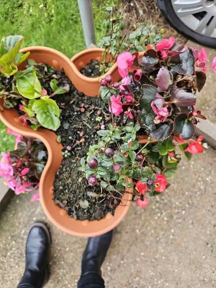 Photo of free Garden plants/flowers need rescuing (Chaddesden DE21) #1