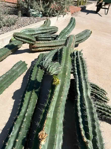 Photo of free Big columnar cactus pieces (Campbell and Grant) #3