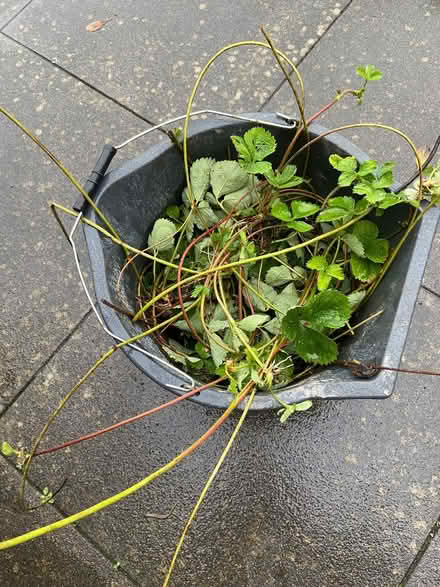 Photo of free Strawberry runners (Botley OX2) #2