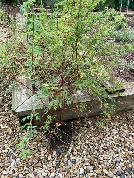 Photo of free Potentilla fruiticosa (white ) (Blewbury OX11) #1