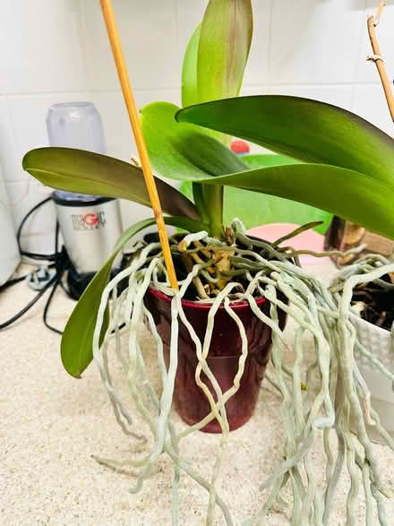 Photo of free Orchids (SW11 Battersea) #2