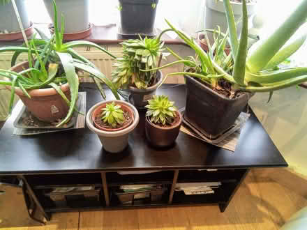 Photo of free House plants (Plumstead SE18) #1