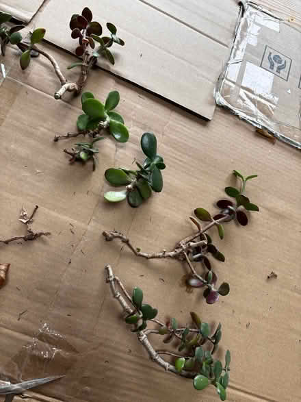 Photo of free plants (OX3) #2