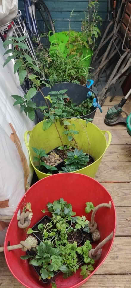 Photo of free Garden plants (Manchester M19) #1