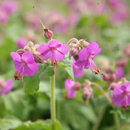 Photo of free Geranium (Penrith CA11) #1