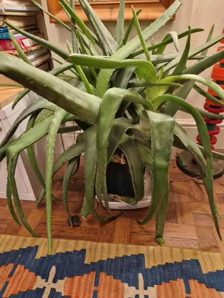 Photo of free Aloe Vera plant (Dussindale/Thorpe St Andrew) #1