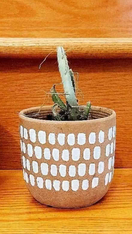 Photo of free Queen of the night house plant (Mississauga road and wanless) #1