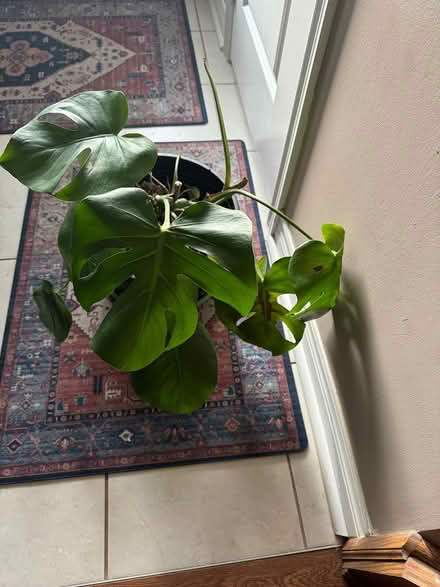 Photo of free Monstera Deliciosa house plant (Mississauga road and wanless) #1