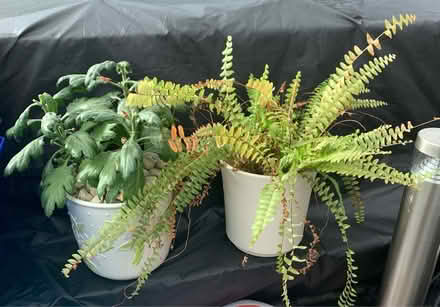 Photo of free 2 house plants (KT17 - Stoneleigh) #1