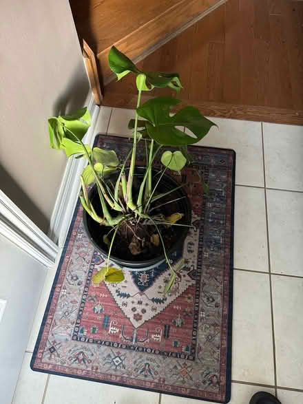 Photo of free Monstera Deliciosa house plant (Mississauga road and wanless) #3