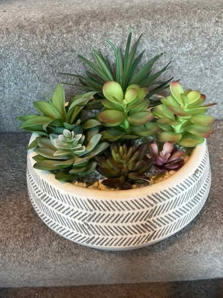 Photo of free Fake succulent arrangement (LS19 rawdon.) #1