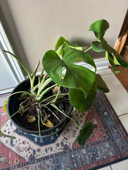 Photo of free Monstera Deliciosa house plant (Mississauga road and wanless) #2