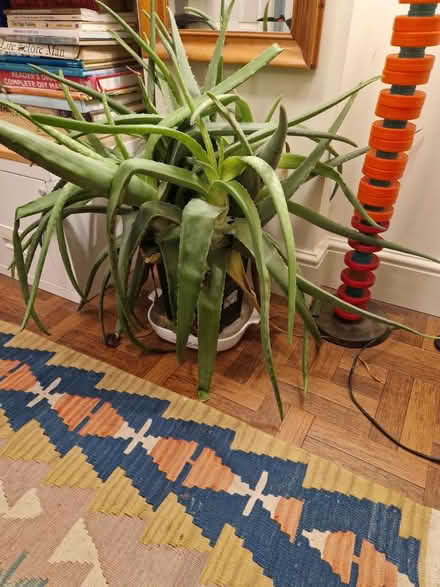 Photo of free Aloe Vera plant (Dussindale/Thorpe St Andrew) #2