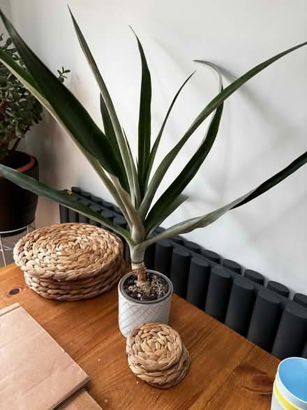 Photo of free plants (OX3) #1