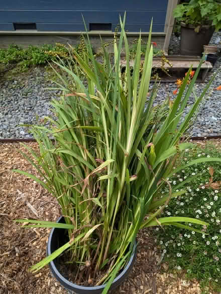 Photo of free Crocosmia Corms (North of HSU) #2