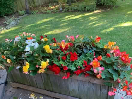 Photo of free Begonias (Port Credit) #3