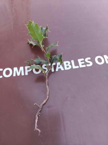 Photo of free Tiny Holly sapling (Ingol PR2) #1