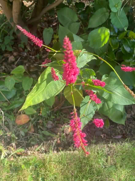 Photo of free Persocaria planrs (S10 Fulwood) #1