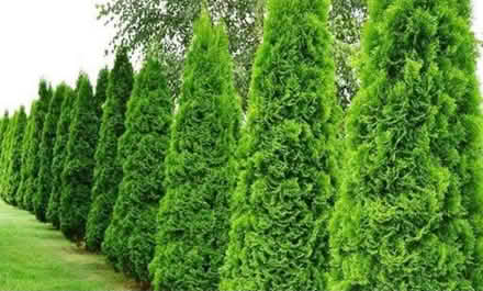 Photo of Conifer offcuts (Pinehurst SG13) #1
