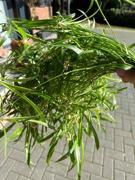 Photo of free Indoor spider plants (Loughton MK5) #1