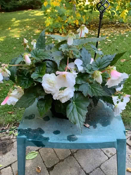 Photo of free Begonias (Port Credit) #2