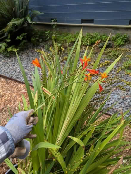 Photo of free Crocosmia Corms (North of HSU) #3