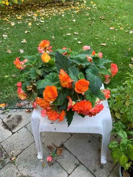 Photo of free Begonias (Port Credit) #1