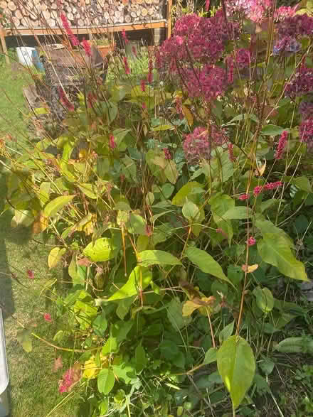 Photo of free Persocaria planrs (S10 Fulwood) #2