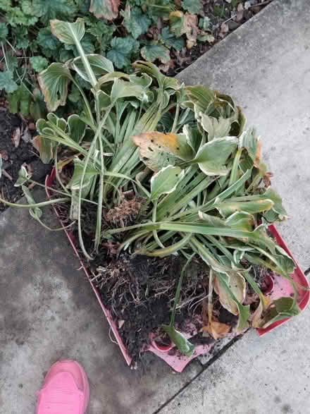 Photo of free Hosta plants (Ingol PR2) #1