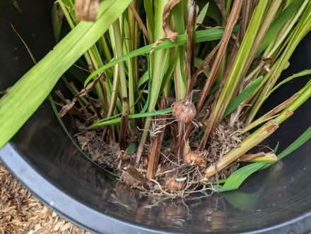 Photo of free Crocosmia Corms (North of HSU) #1