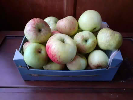 Photo of free Apples (Harrogate HG2) #1